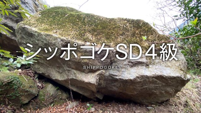 シッポゴケSD４級